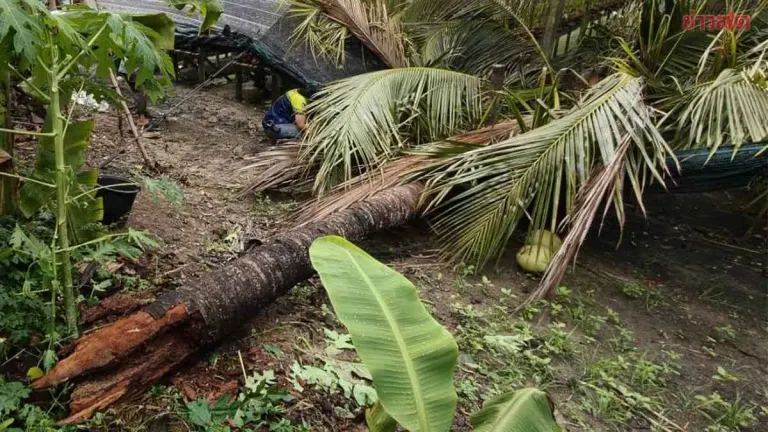 Coconut Tree Kills Woman, 74, During Storm in Nakhon Pathom