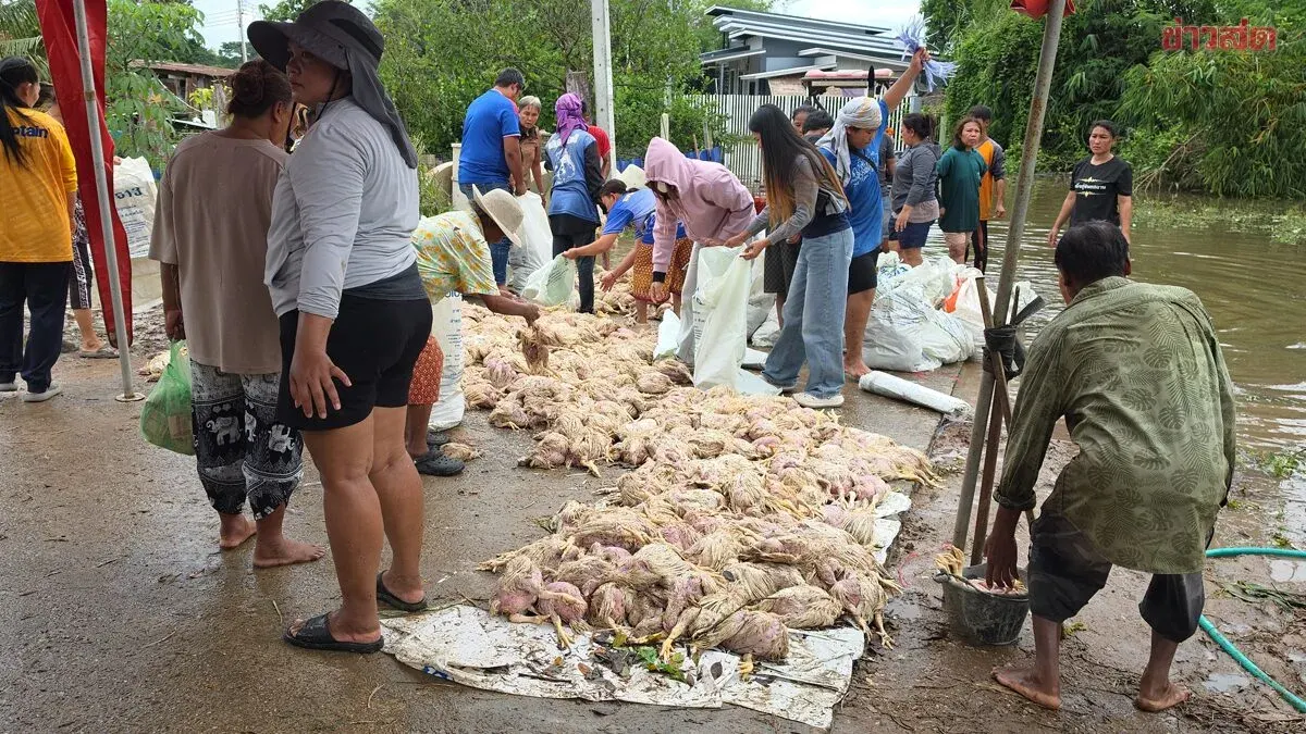 Rapid Floods Kill Thousands of Chickens, Farm Faces Million-Baht Loss