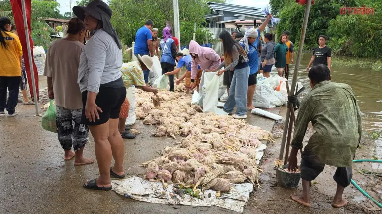 Rapid Floods Kill Thousands of Chickens, Farm Faces Million-Baht Loss