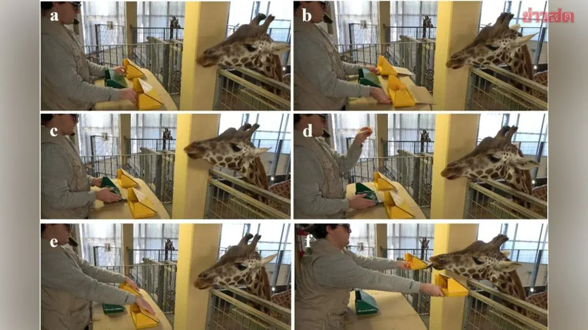 Study Suggests Giraffes May Possess Basic Math Skills