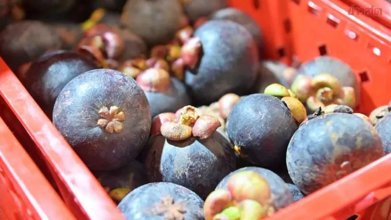 Southern Thailand Mangosteen Harvest Surges 75%, Trade Ministry Opens Auction Centers