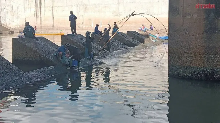 Black-Chin Tilapia Sightings Surge to 111 Fish in Kalasin