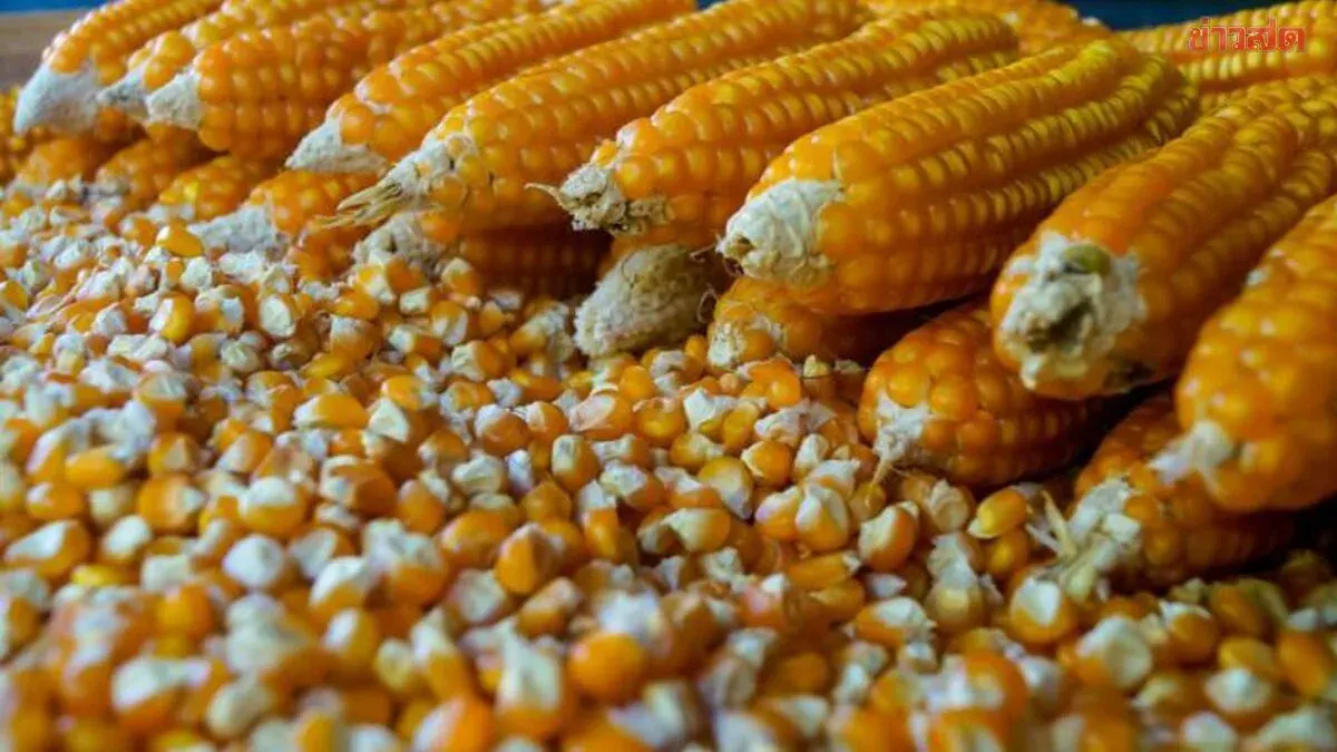 Farmers Disappointed as Commerce Minister Supachee Signs MOU to Import 1 Million Tons of GMO Corn from the US