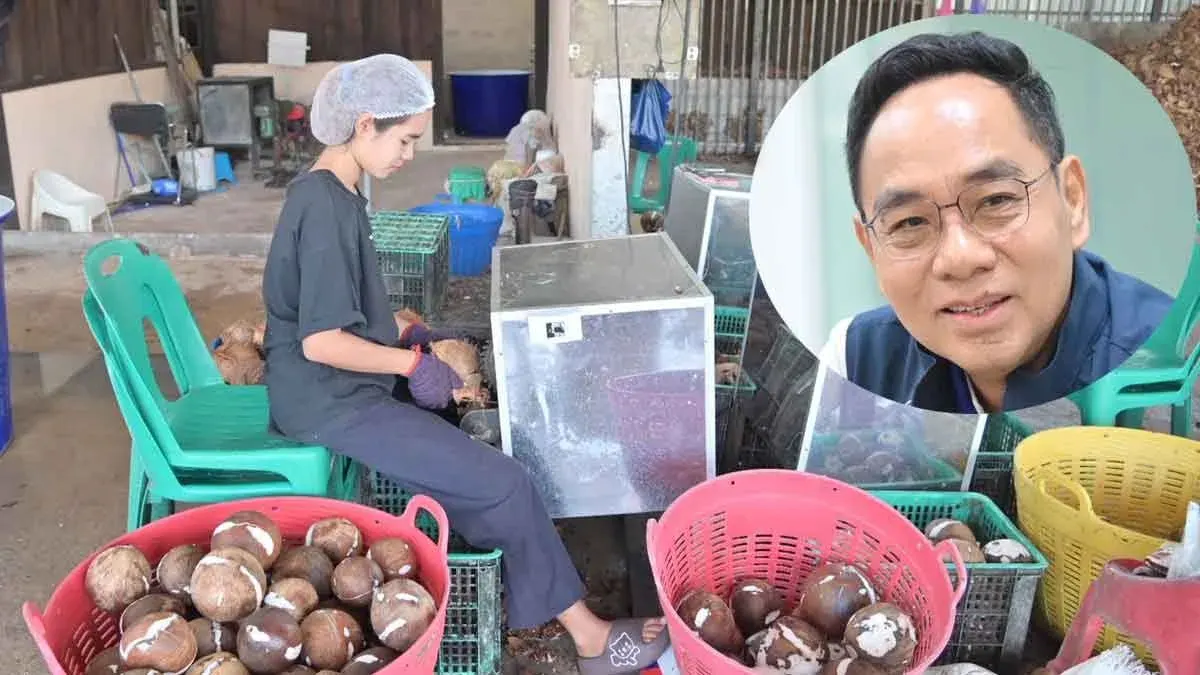 Commerce Ministry Mobilizes Major Buyers to Support Coconut Farmers