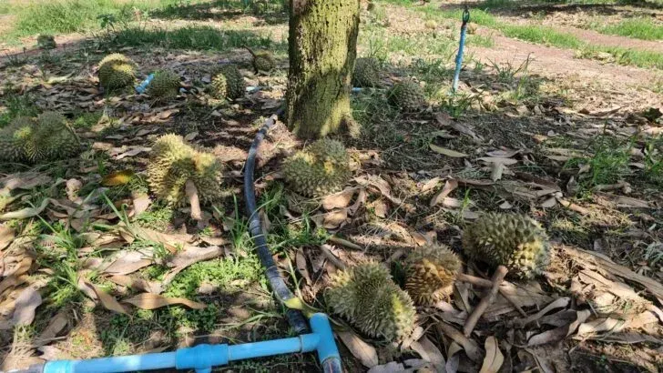 Storm batters durian orchards in Nakhon Phanom, losses hit millions