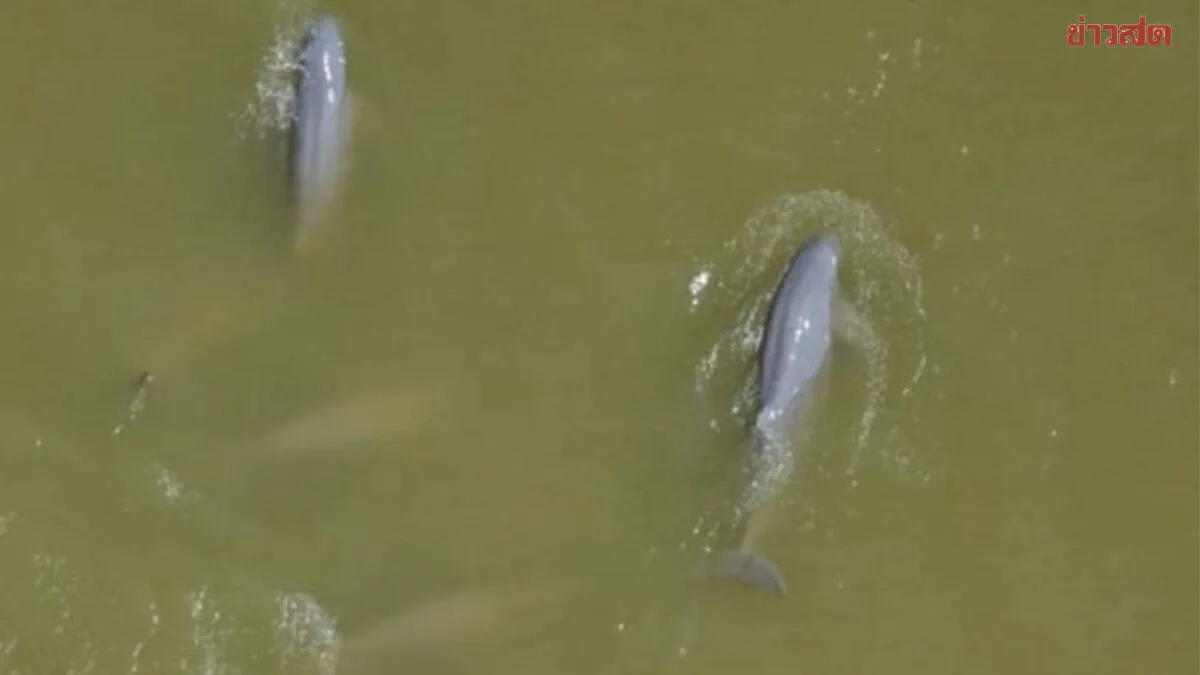 Songkhla Lake Bridge Must Include Dolphin Conservation Plan