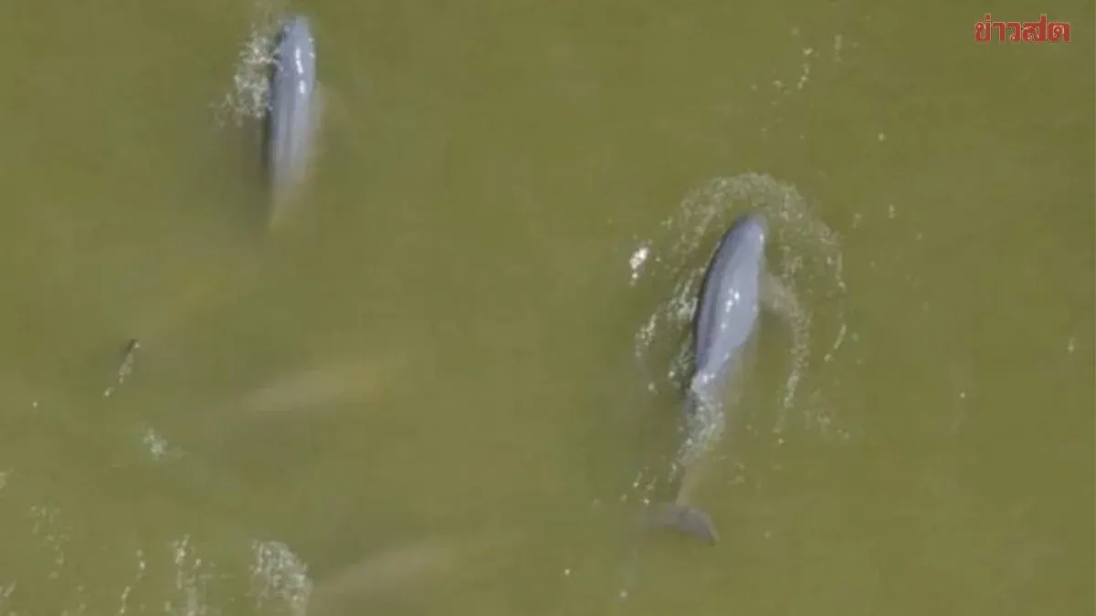 Songkhla Lake Bridge Must Include Dolphin Conservation Plan