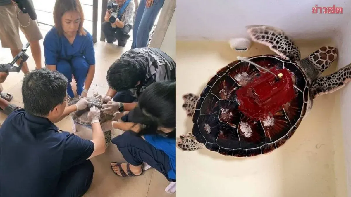 Thailand and China Deploy Satellite Trackers on Sea Turtles