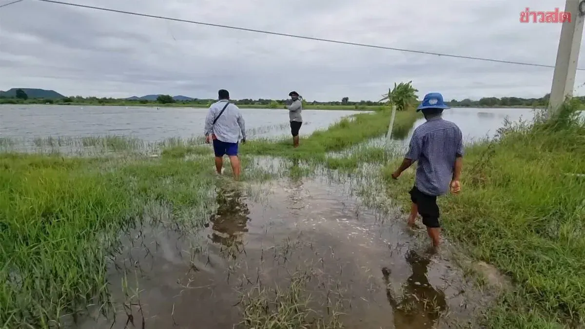 Flooded Rice Fields Leave 200 Farmers in Debt, Seeking State Help