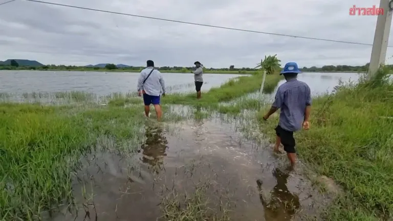Flooded Rice Fields Leave 200 Farmers in Debt, Seeking State Help