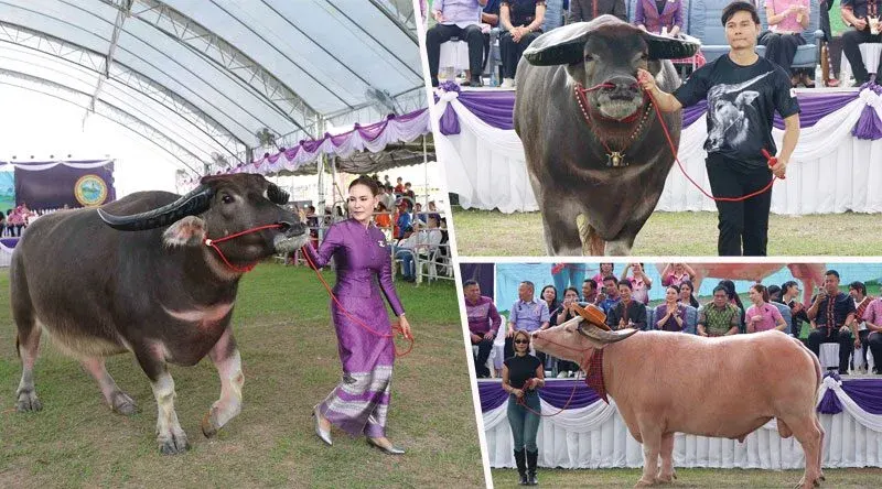 Little Friend – 'Thai Buffalo' of Tha Khantho, Kalasin