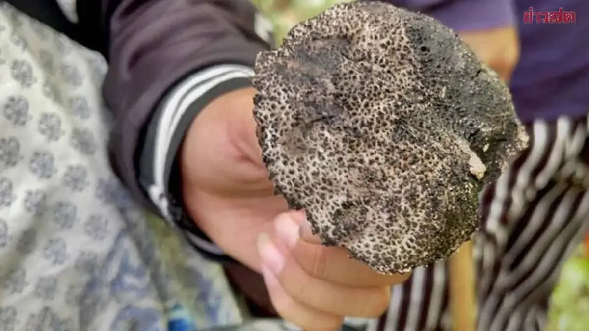 Doctors Warn of Poisonous Mushrooms as Rainy Season Begins