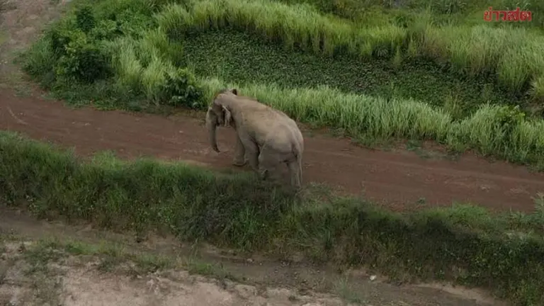 Dangerous Bull Elephant Charges Sugar Cane Workers in Prachuap