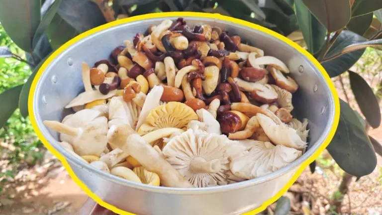 Nakhon Ratchasima Villagers Forage Sweet Honey Mushrooms for Income