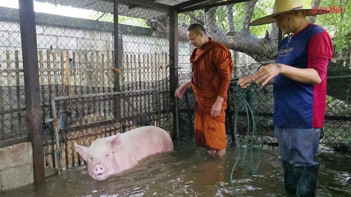 Chiang Mai Monk Saves 300-kg Pig From Rising Flood