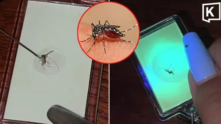 From Buzz to Bucks: Thai woman sells dead mosquitoes