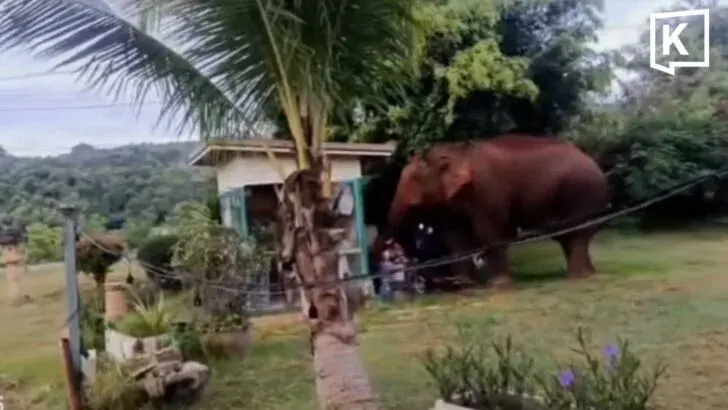 Wild Elephant Plai Duan Exits Khao Yai Park Again