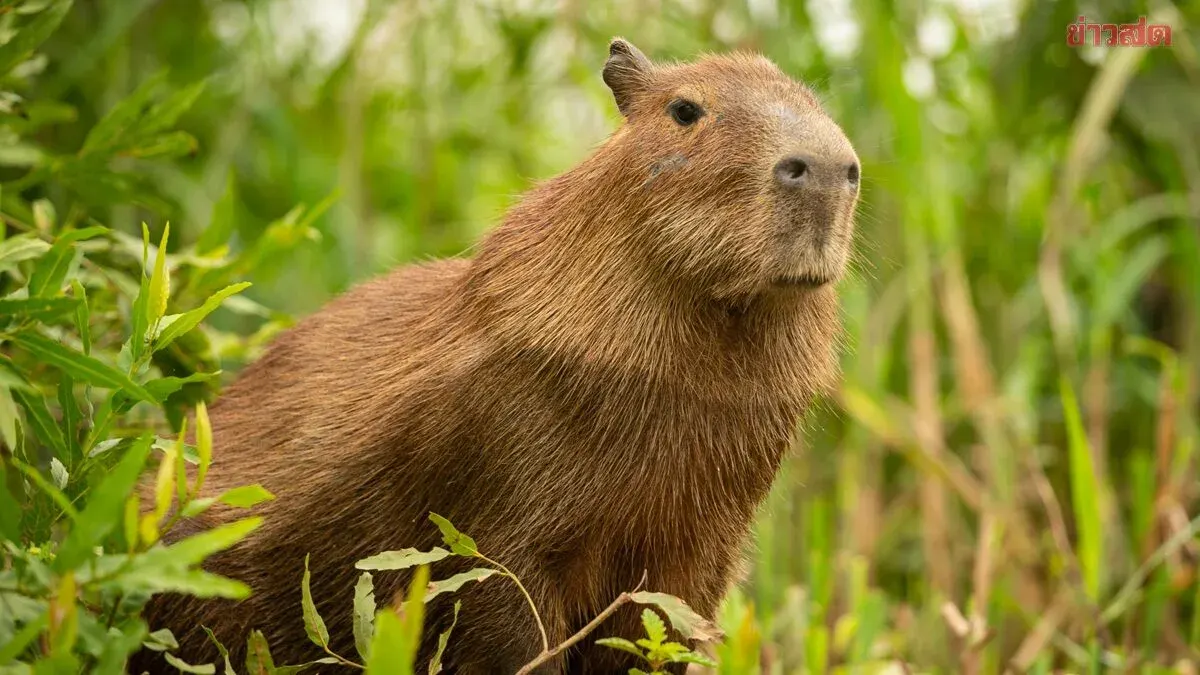 Working Like a Capybara: The Calm Office Mindset Trend