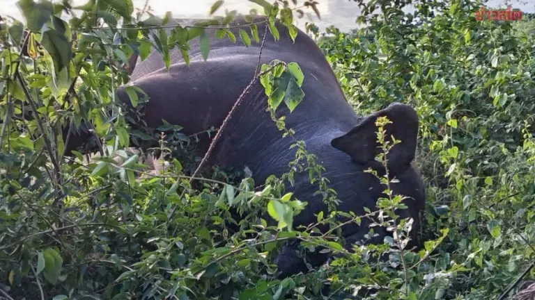 30-Year-Old Male Wild Elephant Dies from Electrocution After Straying Outside Protected Area