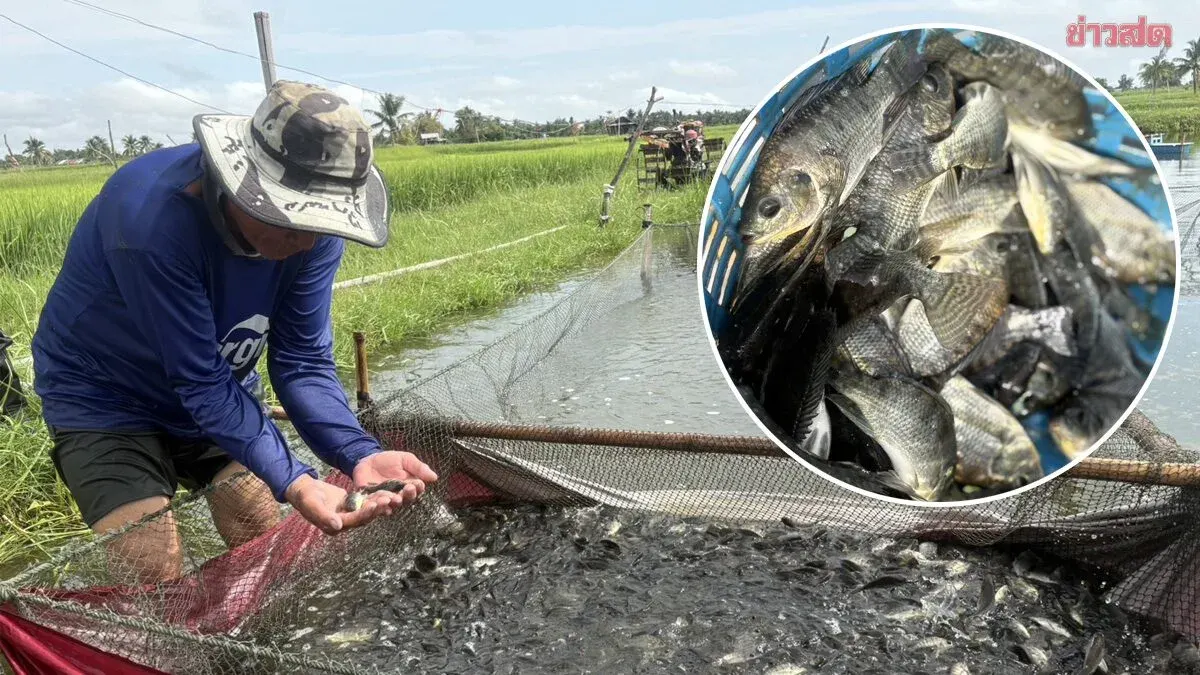Invasive Fish Species Confirmed in Lam Pao Dam, Scientists Warn of Regional Crisis