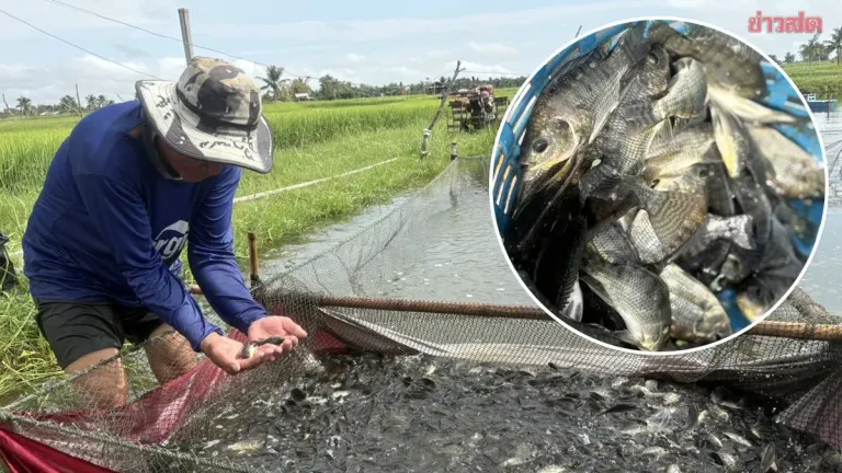 Invasive Fish Species Confirmed in Lam Pao Dam, Scientists Warn of Regional Crisis
