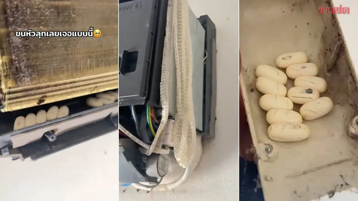 AC Technician Gets the Chills After Discovering Snake Eggs Incubating Inside Air Conditioner—10 of Them, Plus Snake Skin Shed on Top