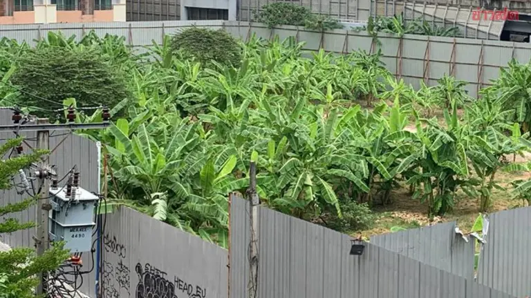 Bangkok Raises Property Tax on Fruit Farms in City