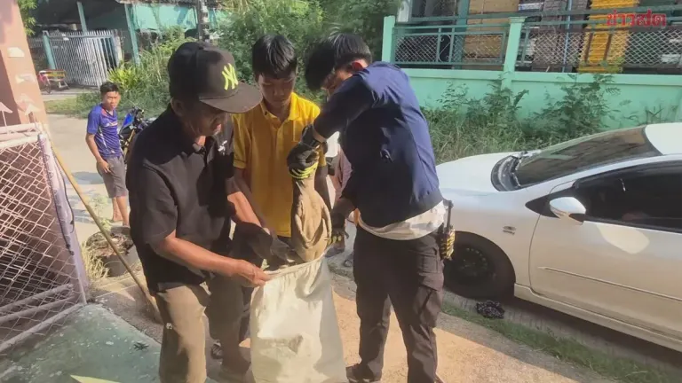 Python Snake Slithers Into Car Wheel, Rescue Called In; Lottery Enthusiasts Check License Plate for Lucky Numbers