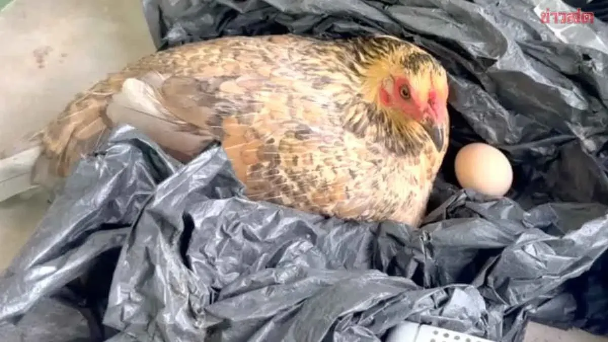 Elderly Woman Dies Alone in Bathroom as Pet Rooster Keeps Vigil