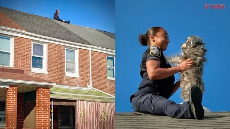 Busy Day for Rescue Team! US Firefighters Help Dog Stranded on Rooftop, Netizens Left Wondering "How Did It Even Get Up There?"