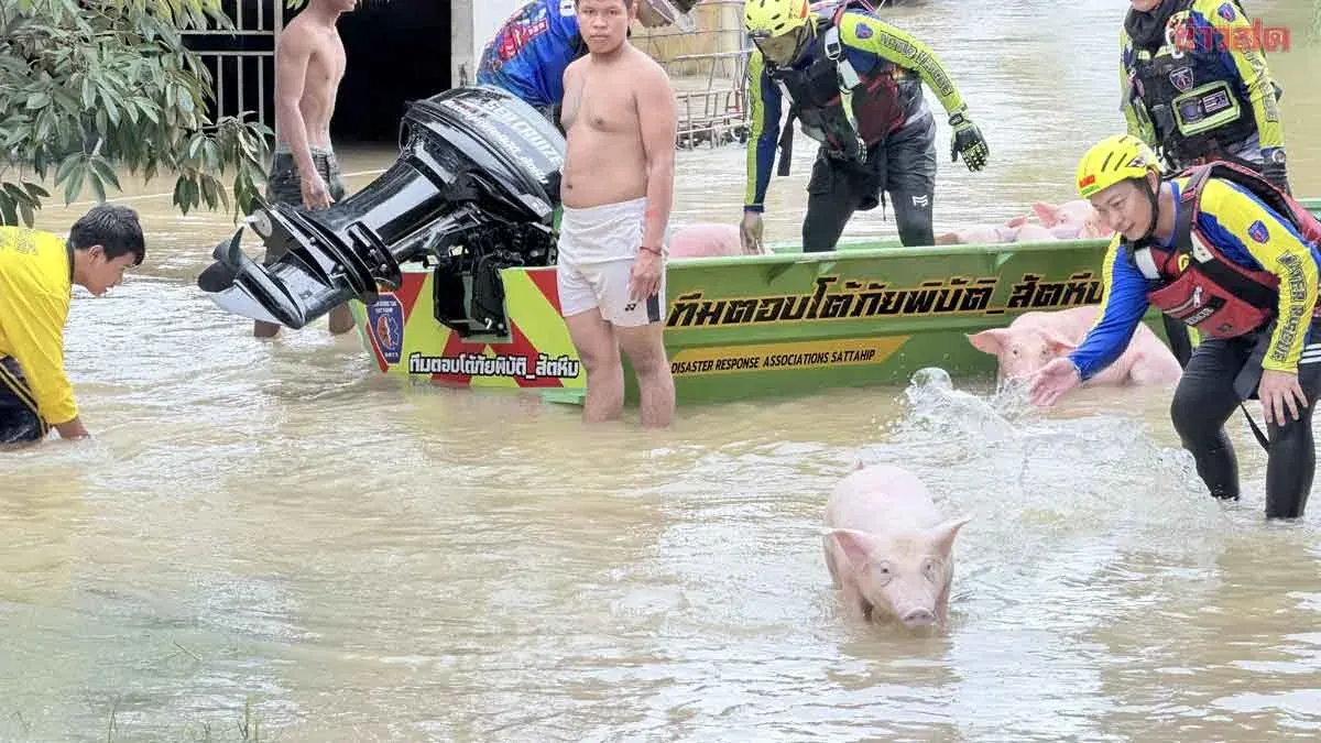 Rayong Flooding: Thousands of Pigs Stranded as Dam Overflows