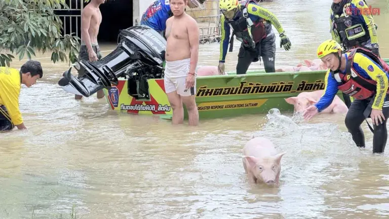 Rayong Flooding: Thousands of Pigs Stranded as Dam Overflows