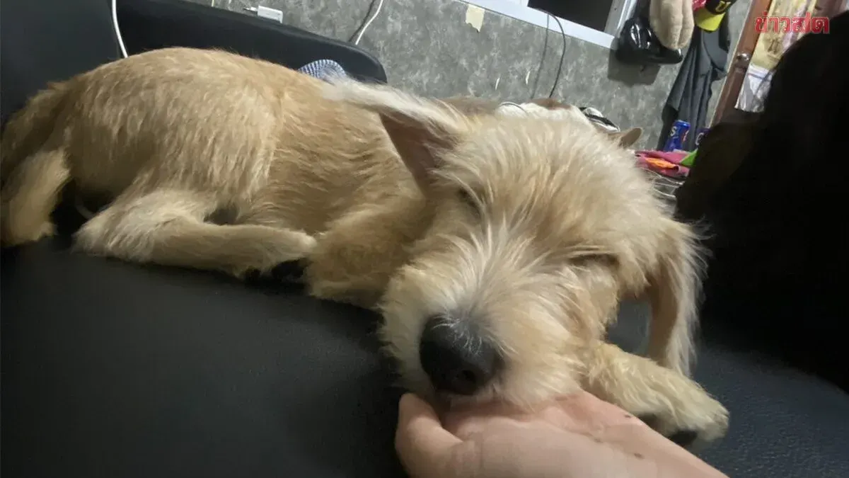 Six-Month-Old Puppy Beaten by Neighbor with Stick, Jaw Fractured and Leg Broken Over Alleged Damage to Expensive Plant