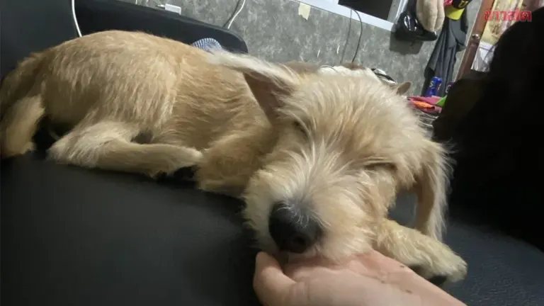 Six-Month-Old Puppy Beaten by Neighbor with Stick, Jaw Fractured and Leg Broken Over Alleged Damage to Expensive Plant