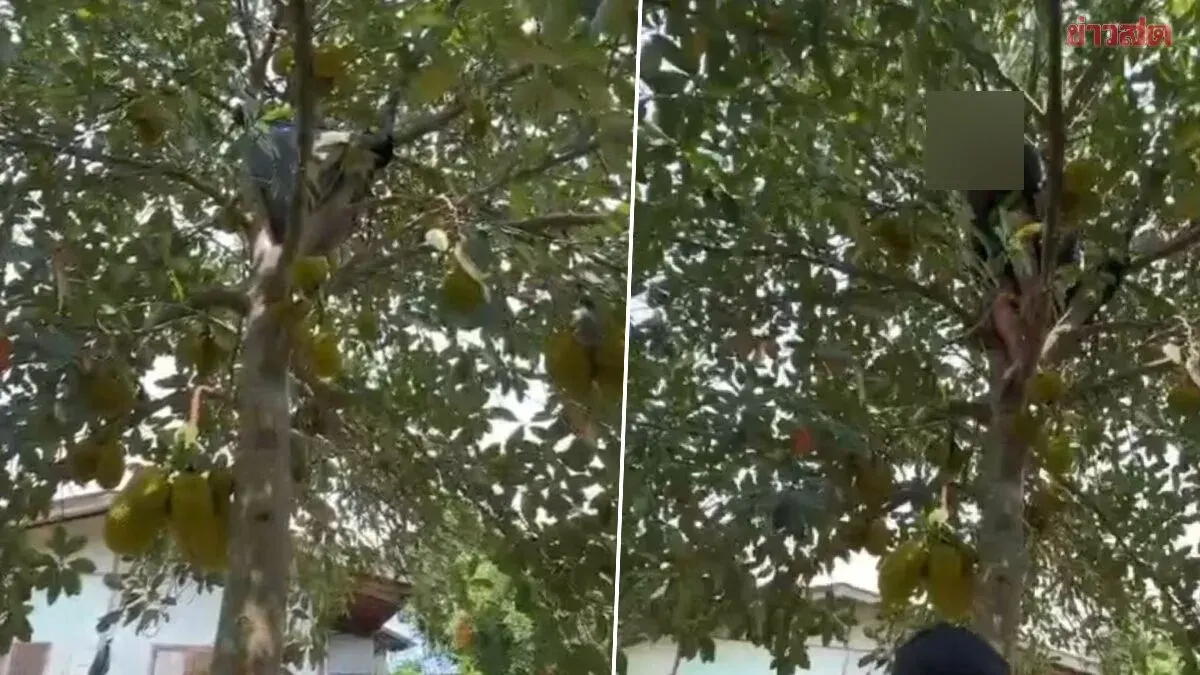 Drug suspect arrested after fleeing up tree during raid