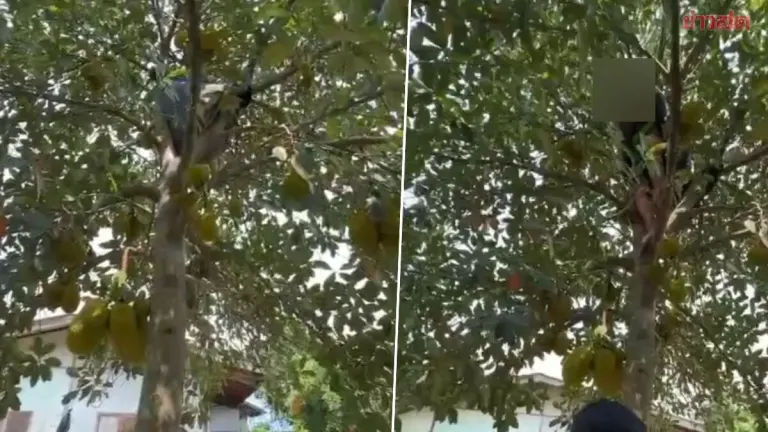 Drug suspect arrested after fleeing up tree during raid