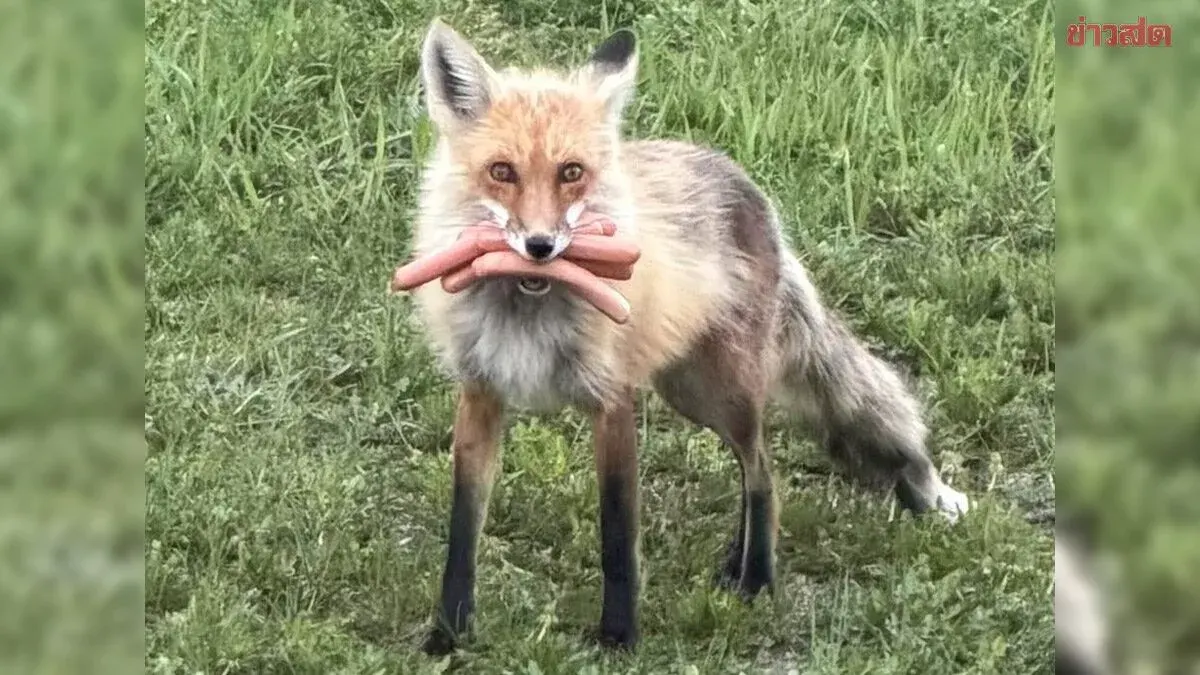 Case Closed! BBQ Equipment Theft Report Ends with Red Fox Caught with Hot Dog in Its Mouth