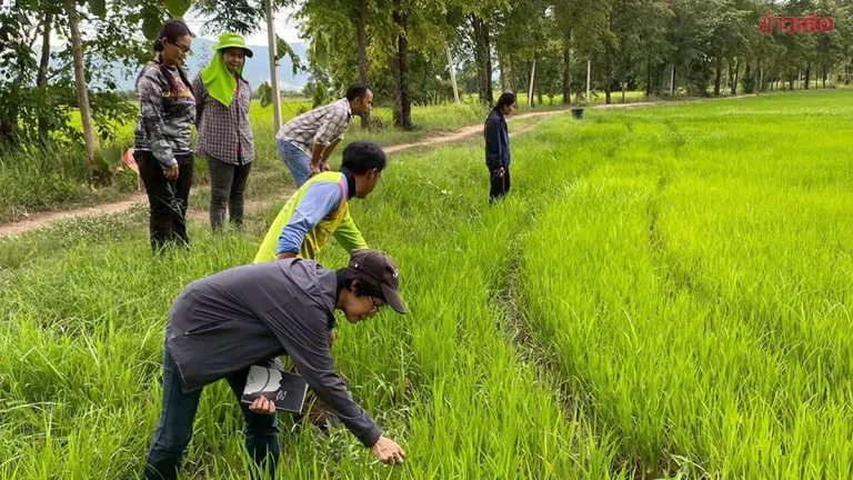 Rice Support Program Delivers 36.7 Billion Baht to 4.5 Million Farmers