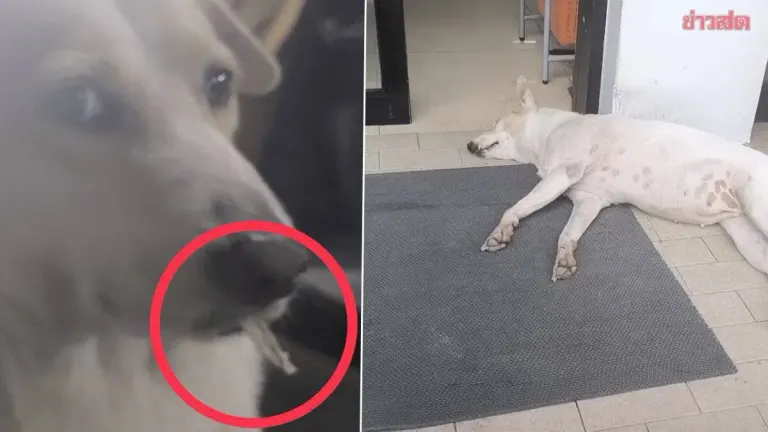 Clever Stray Dog Trades Receipts For Food