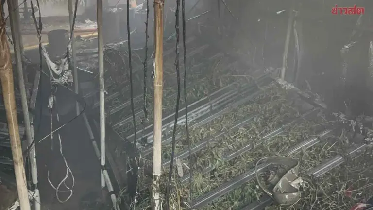 Fire Guts Cannabis Farm in Pattaya, Toxic Smoke Blankets Area
