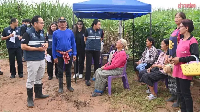 Thailand Distributes Disease-Resistant Cassava Seedlings to Khon Kaen