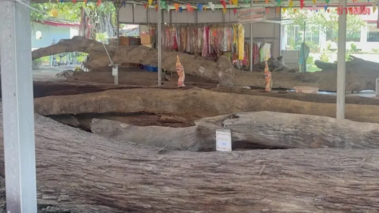 Temple Holds Ritual for Golden Teak Trees, Lottery Numbers Emerge