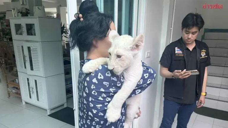 Wildlife Officials Raid Chiang Mai Home Over Illegal Lion Cub