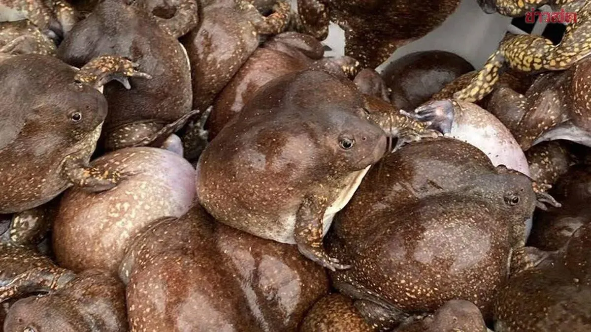 Egg-Filled Crickets Command Premium Prices at Around 400 Baht per Kilogram as Demand Surges