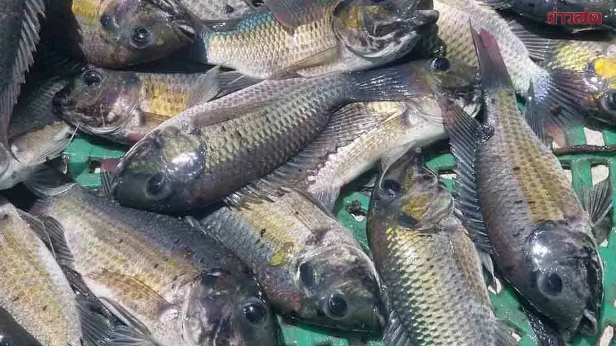 Government Mobilizes 21 Provinces to Fight Black-Chin Fish Outbreak
