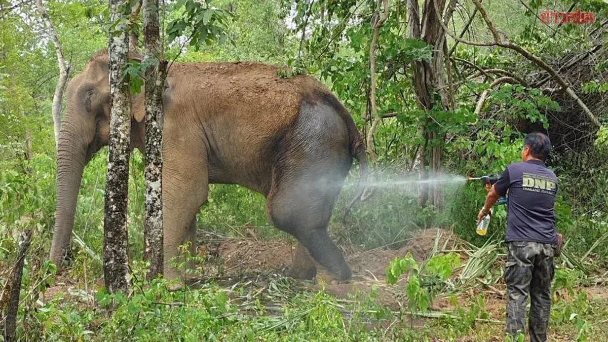 Wild Elephant Sai Dor Thong Muan Dies After Infection Battle