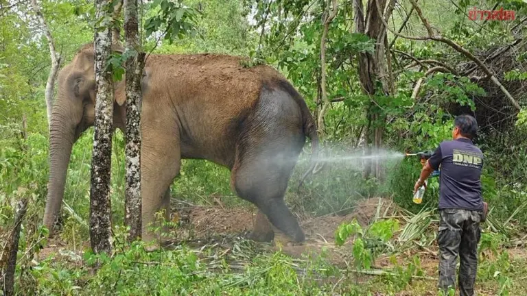 Wild Elephant Sai Dor Thong Muan Dies After Infection Battle