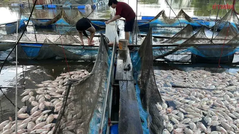 Farmers Protest After Mass Fish Death in Prachinburi River