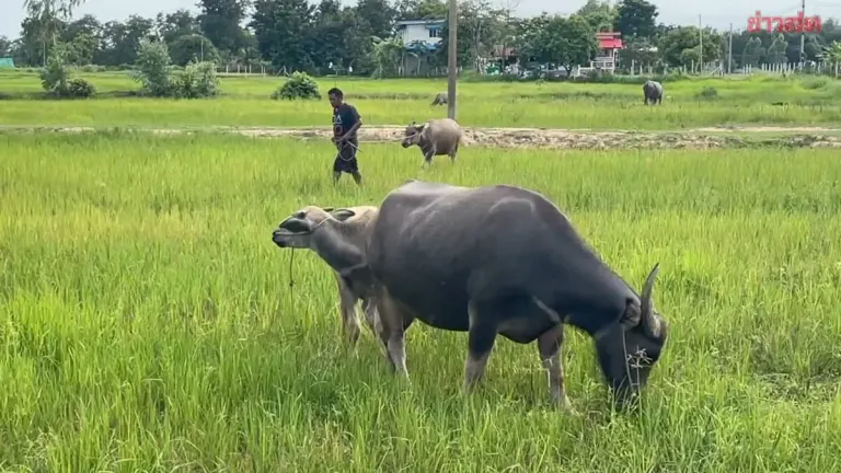 Surin Rice Farmers Face Weed Invasion After Month-Long Drought