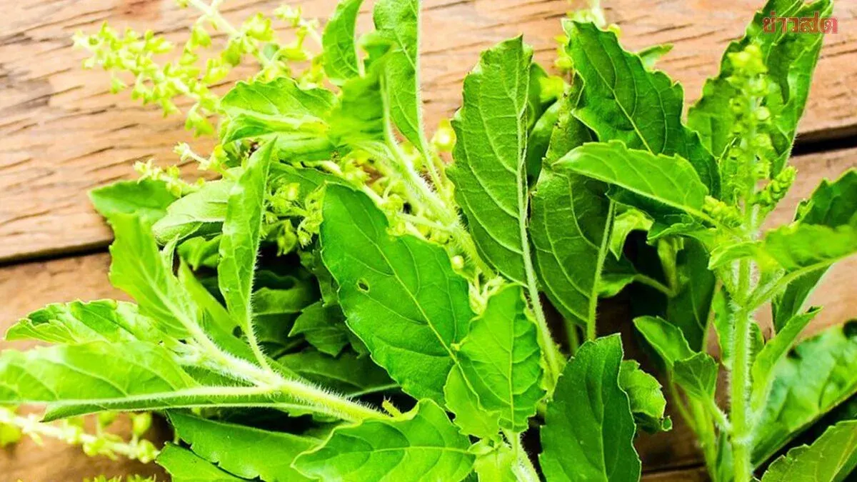 Holy Basil: Health Benefits and Precautions Explained